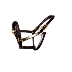Halter and Bridle