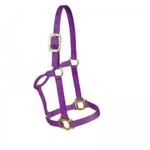 Halter and Bridle