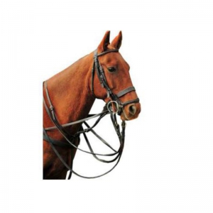 Halter and Bridle