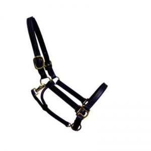 Halter and Bridle