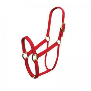 Halter and Bridle