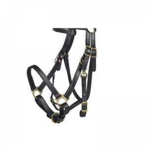 Halter and Bridle