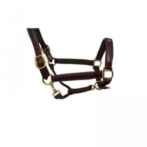 Halter and Bridle