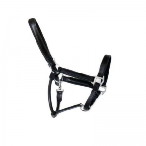 Halter and Bridle